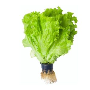 Lechuga Acuapónica ECO