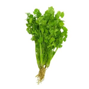 Cilantro Acuapónico Manojo ECO