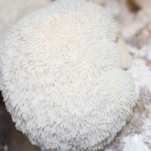 Melena de León 200g
