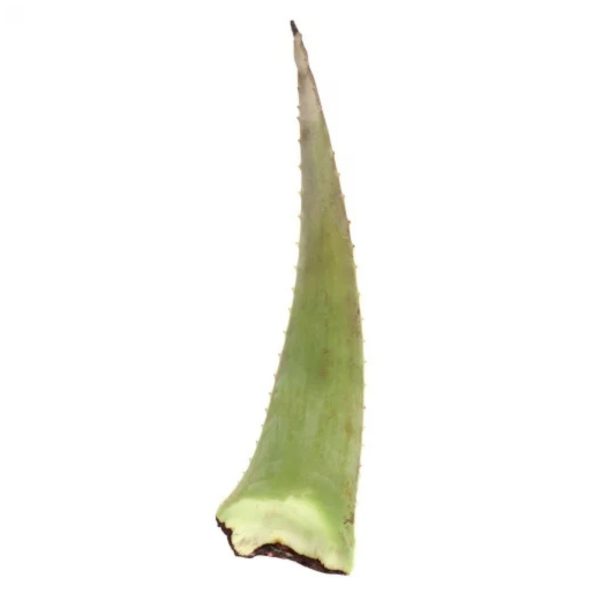 Aloe